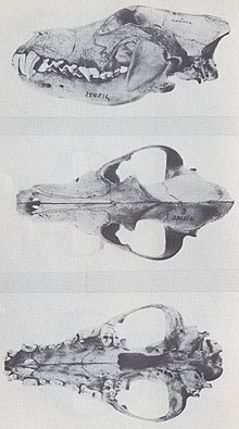 Солтүстік Американың қасқырлары (1944) C. l. mogollonensis ♂.jpg