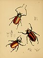 Category:The cabinet of oriental entomology - Wikimedia Commons
