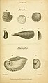 The conchologist's text-book (Plate VII) (6891713501).jpg
