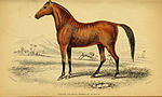 Thumbnail for File:The natural history of horses (Plate XXVI) (6441432459).jpg