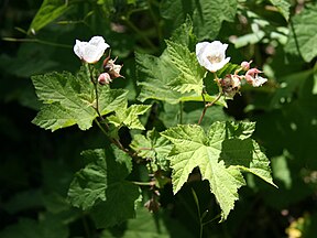 Rubus parviflorus