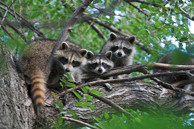 The raccoon is widespread throughout the lower 48 states.