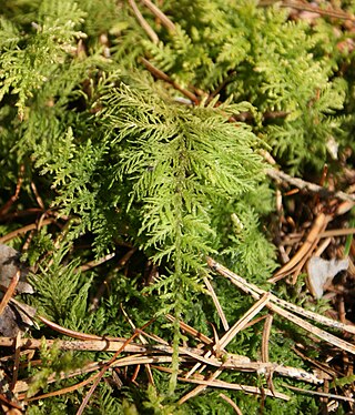 <i>Thuidium tamariscinum</i> Species of moss