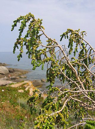 <i>Thymelaea</i> Genus of flowering plants