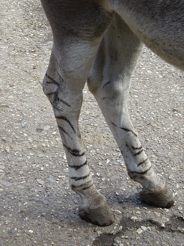 Close-up of hindlegs