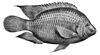 Freshwater fish (tilapia)