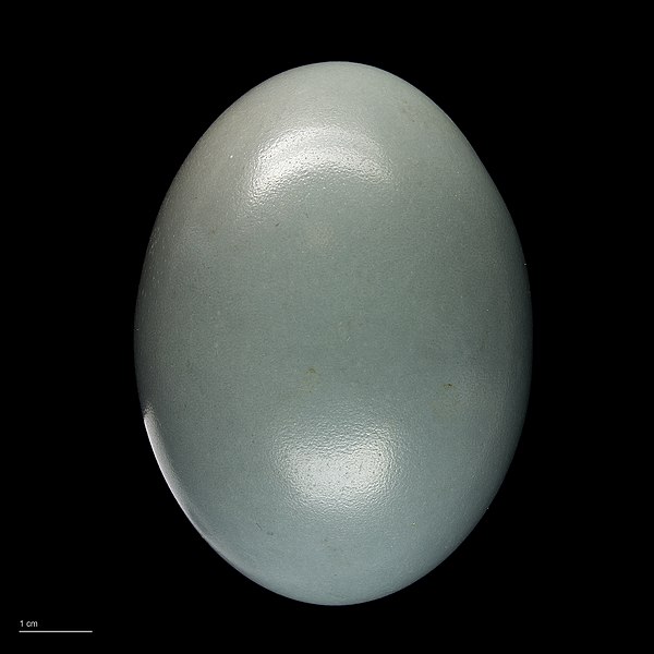 File:Tinamus major MHNT.ZOO.2010.11.2.3.jpg