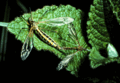 Gele kamlangpootmug (Ctenophora ornata)