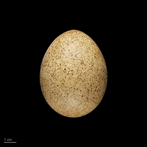 File:Tragopan temminckii MHNT.ZOO.2010.11.10.7.jpg