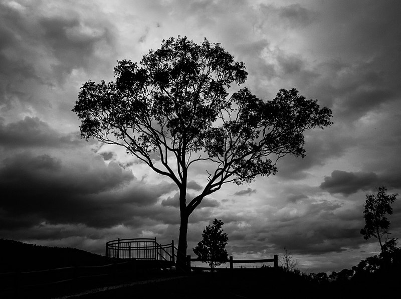 File:Tree - panoramio (68).jpg