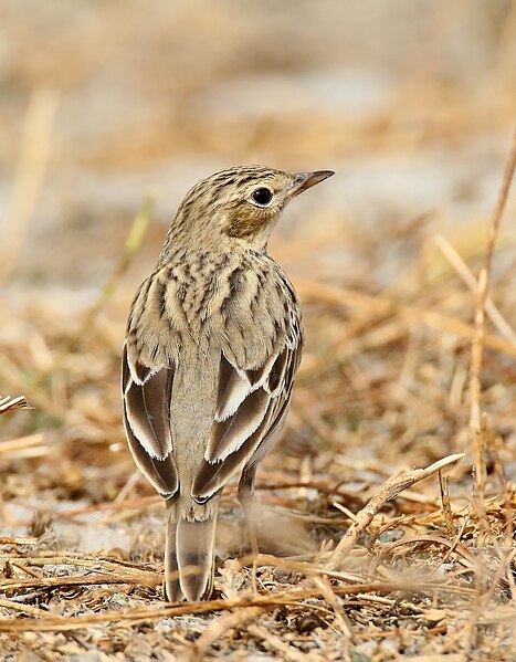 File:Tree Pipit (Anthus trivialis) (38450088622).jpg