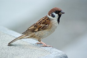 Tree Sparrow at Osaka Japan.jpg
