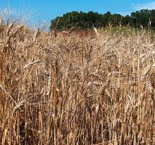 Durum wheat