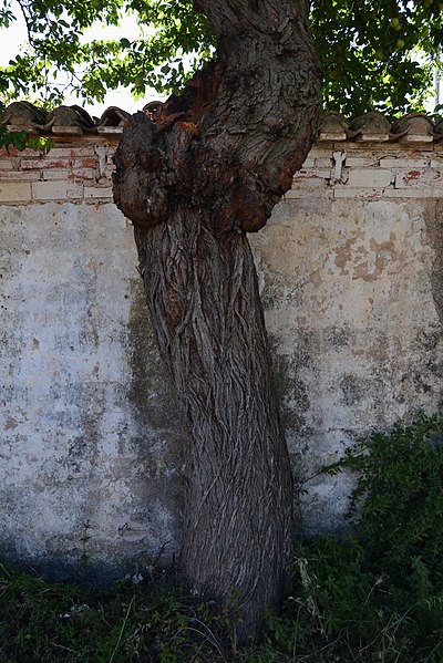 File:Tronc de prunera a les Eres, Gata.jpg