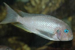 (Tropheus polli)