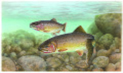 Trout cutthroat fish oncorhynchus clarkii clarkii.jpg