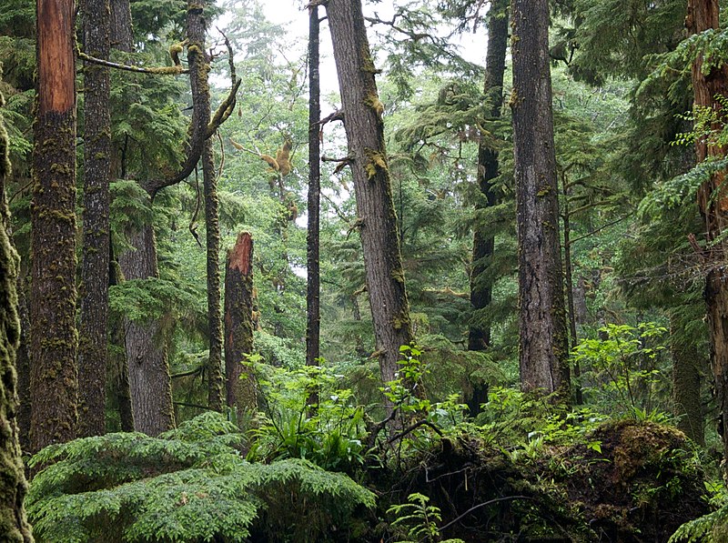 File:Tsuga heterophylla Windy Bay (cropped).jpg