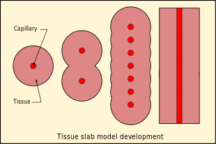 Derivation of the one-dimensional tissue slab model from a uniform tissue perfused by parallel capillaries Ttissue slab model development.svg
