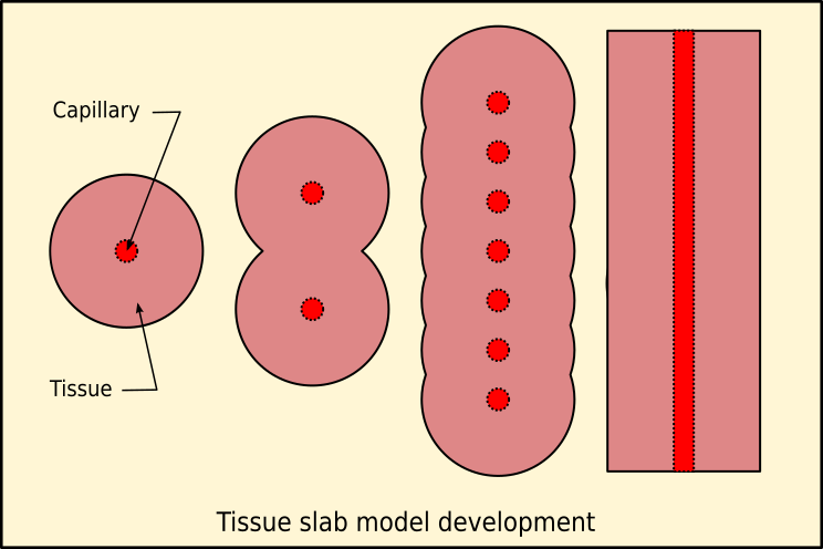 File:Ttissue slab model development.svg