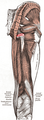 Muscles of the gluteal and posterior femoral regions, with ischial tuberosity highlighted in red