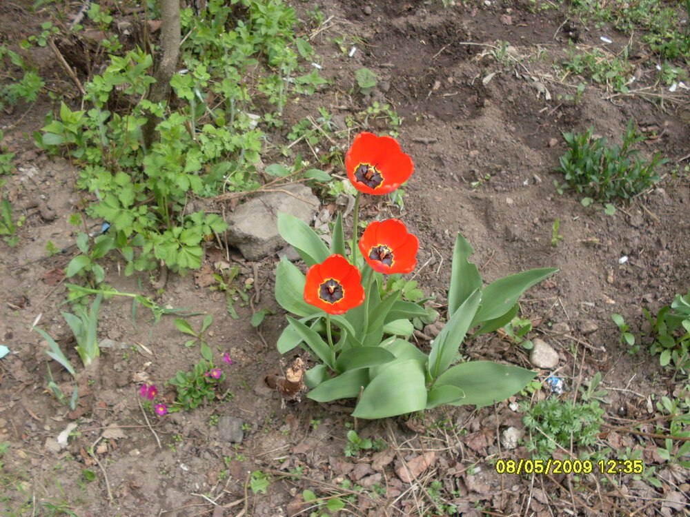 Tulip