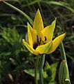 Tulipa orphanidea 'Flava', cultivar jaune au jardin botanique de l'université de Vienne (Autriche)