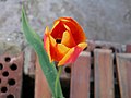 Tulipano rosso giallo.jpg