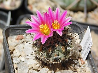 <i>Turbinicarpus booleanus</i> Species of cactus