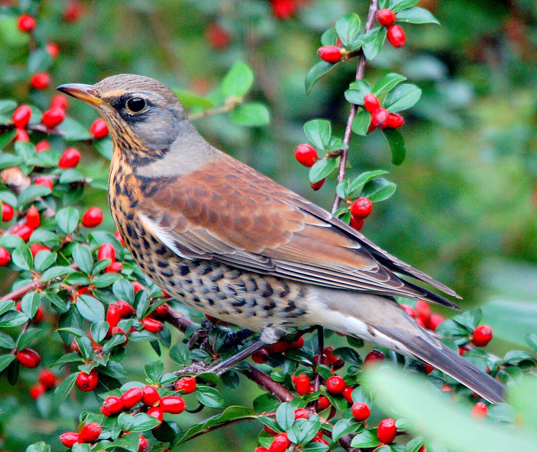 Turdus pilaris