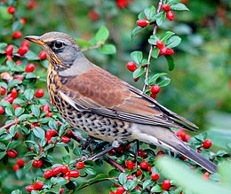 Smilginis strazdas (Turdus pilaris)