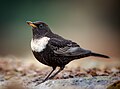 örvös rigó (Turdus torquatus)