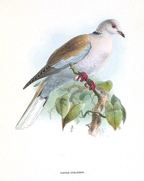 File:TurturStoliczkaeKeulemans.jpg