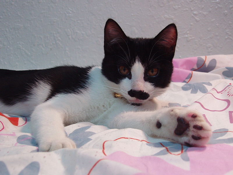 File:Tuxedo cat bi-color paws.JPG