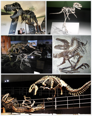 <span class="mw-page-title-main">Tyrannosauroidea</span> Extinct superfamily of dinosaurs