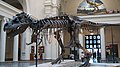 Tyrannosaurus ("Sue") at FMNH.
