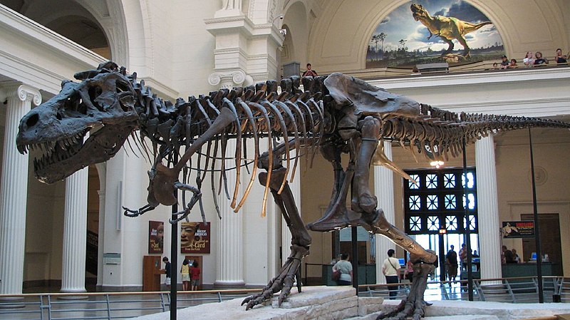 File:Tyrannosaurus Sue.jpg