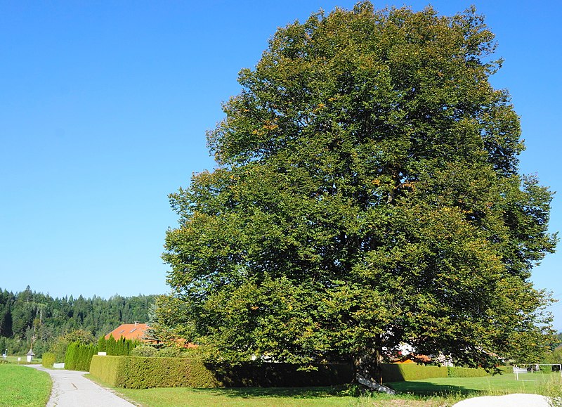 File:Ulme in Ledenitzen, Gemeinde Finkenstein, Bezirk Villach-Land, Kärnten.jpg