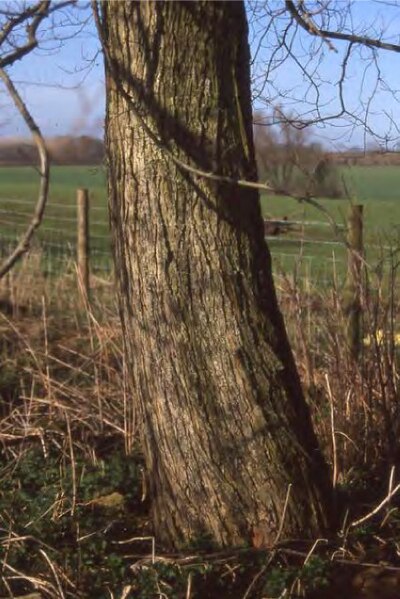 File:Ulmus minor 'Plotii', Laxton. Bark of tree.jpg