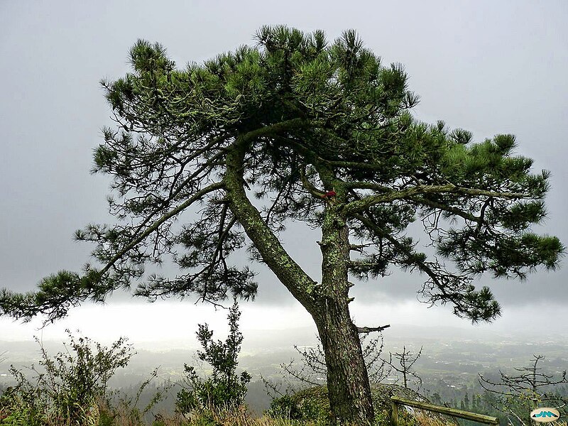 File:Un árbol en el Lobeira (6206378157).jpg