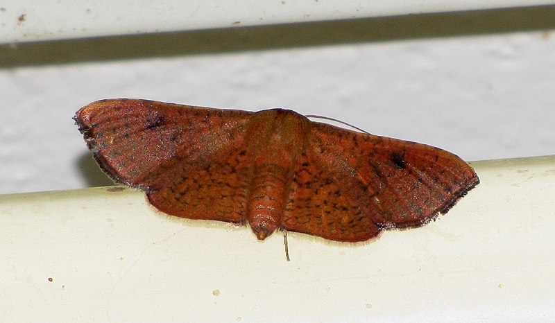 File:Unidentified Moth 4639.jpg