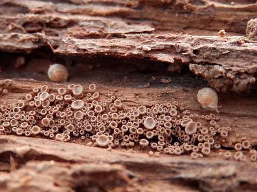 Unidentified Gastropods and Unidentified Fungus