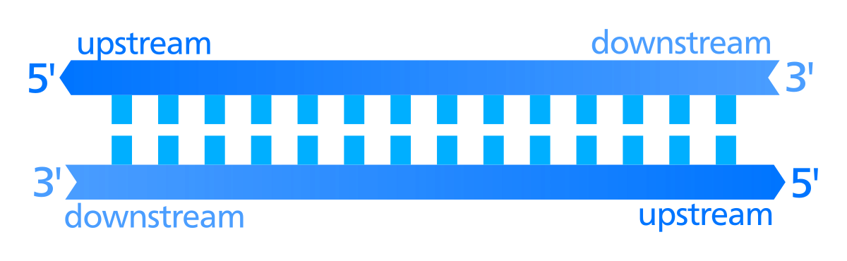 File Upstream And Downstream Svg Wikipedia