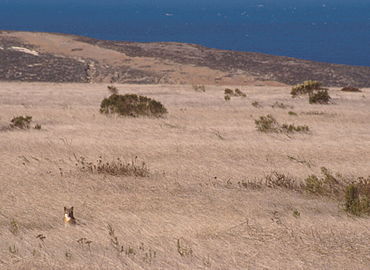 Un renard gris insulaire, dans son milieu naturel, aux Channel Islands.