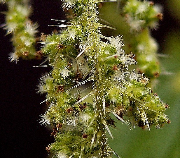 Крапива мужская. Крапива Киевская (Urtica Kioviensis). Крапива жгучая и двудомная. Крапива двудомная цветок. Крапива двудомная женское растение.