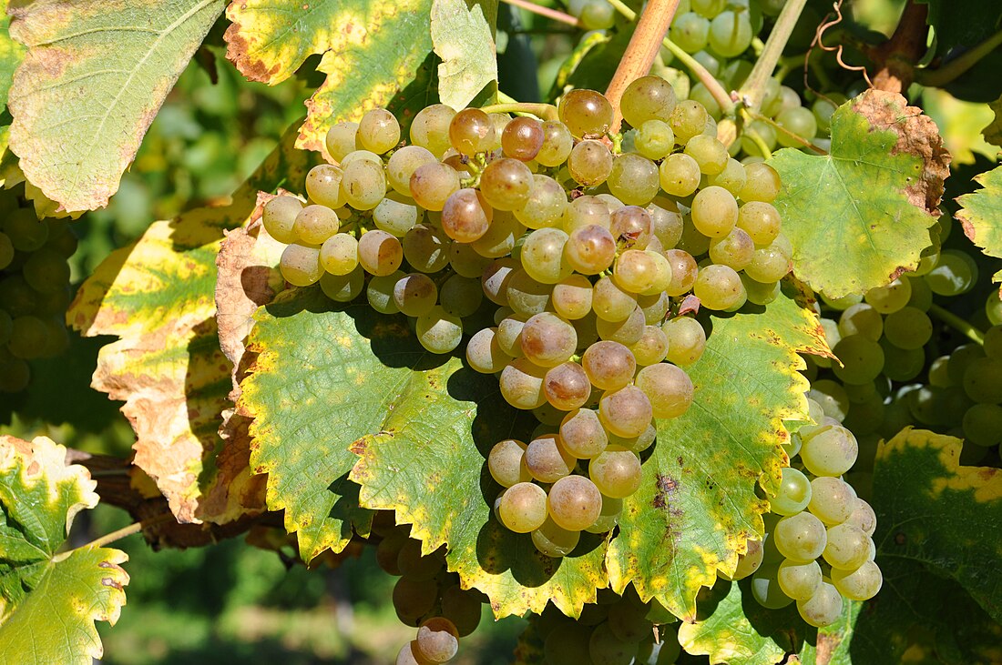 Fiano (Rebsorte)