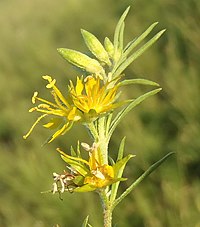 Vahlia capensis