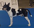 Valencian Terrier, black tricolor