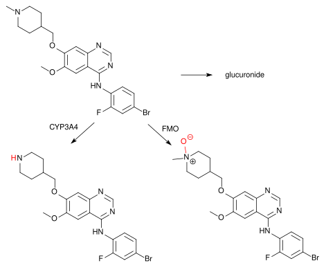 Metabolites of vandetanib (top left): N-desmethylvandetanib (bottom left, via CYP3A4), vandetanib-N-oxide (bottom right, via FMO1 and FMO3), both pharmacologically active, and a minor amount of a glucuronide.[15]