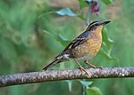 Thumbnail for File:Varied Thrush (15676412769).jpg