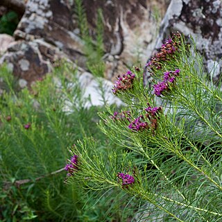 <i>Vernonia lettermannii</i> Species of flowering plant